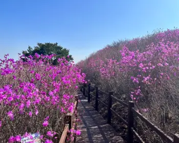 비슬산 참꽃축제_14