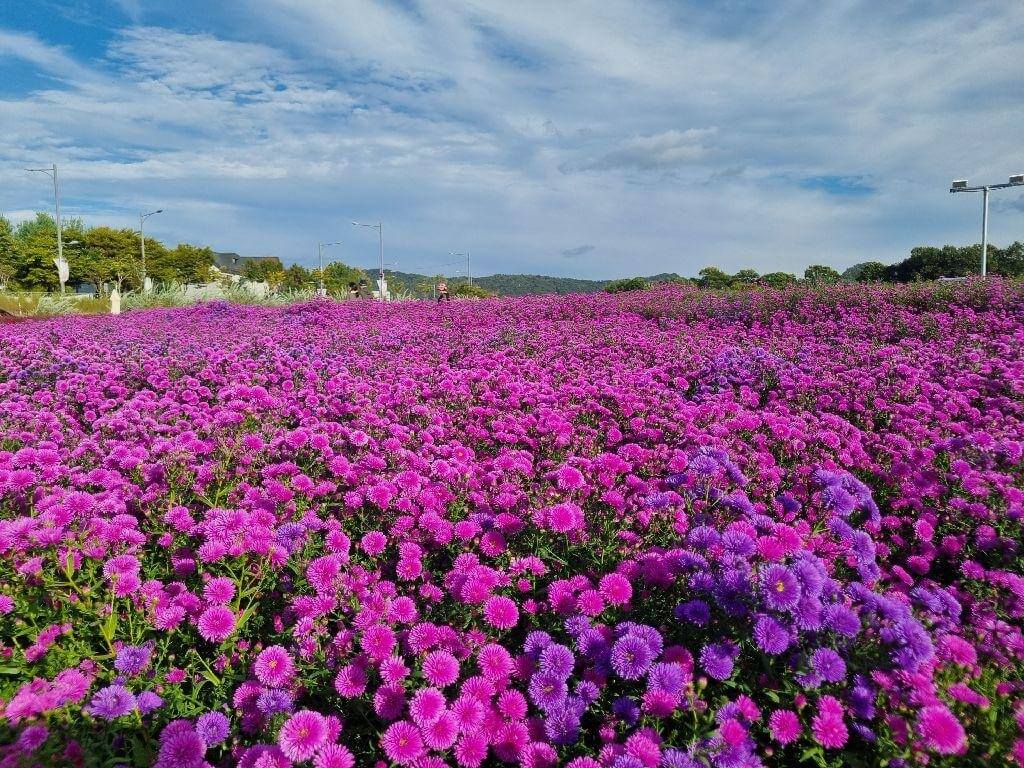 양주 나리공원 핑크뮬리