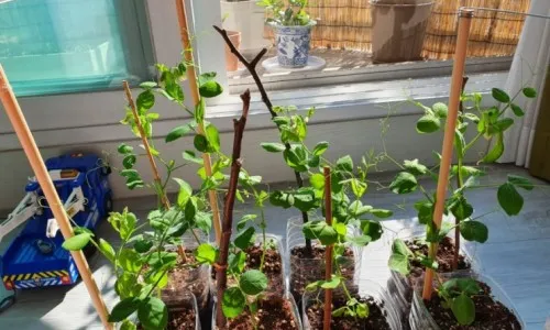 완두콩 재배 추위 견디기 지주 세우기 꼬투리 수확_8