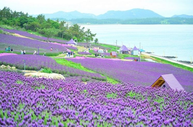 2025 퍼플섬 라벤더 축제