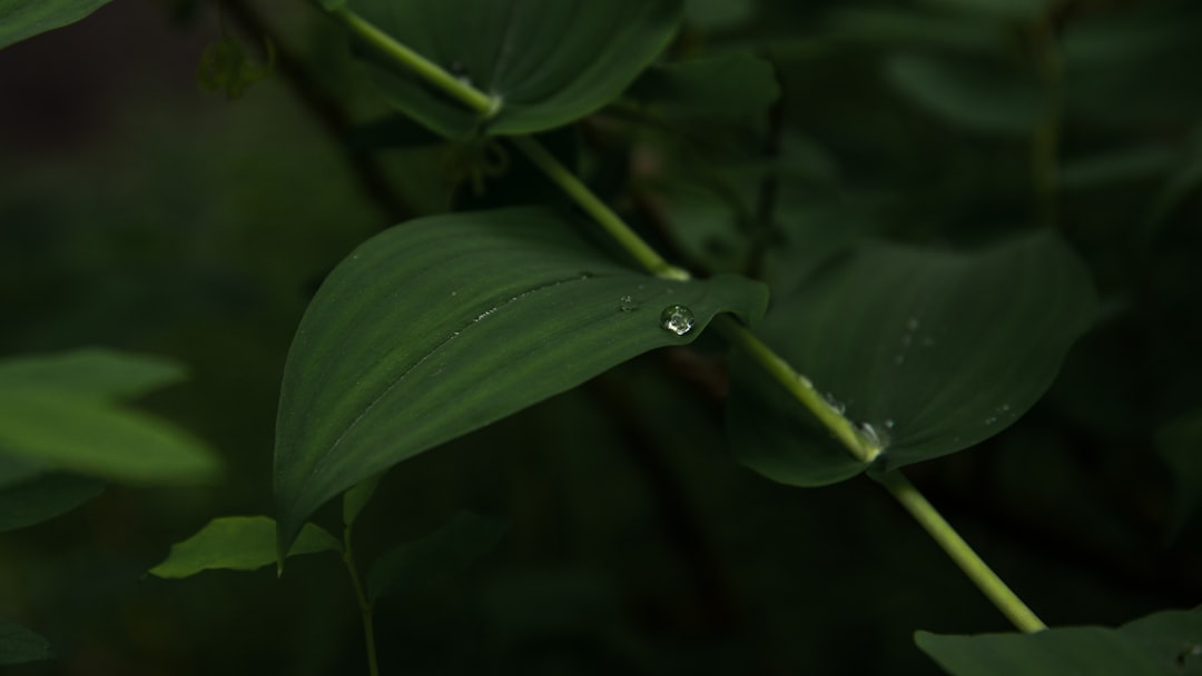 Deficiency