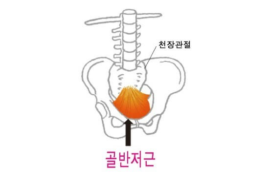 골반저근의 위치