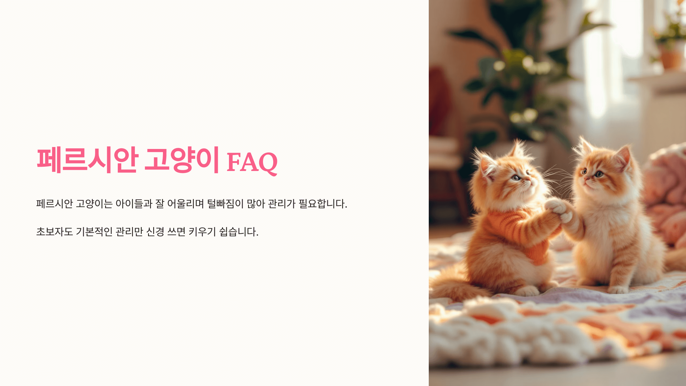 페르시안 고양이 사진입니다.