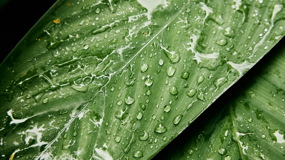 계수(癸水)의 비밀과 역동성