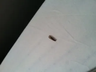 베란다 벌레 완벽 차단 방법과 여름철 실내 해충 예방 꿀팁_1