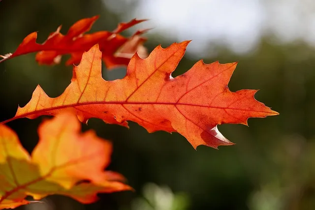 오크라 재배 파종 깊이 따뜻한 흙 물주기 요령_2