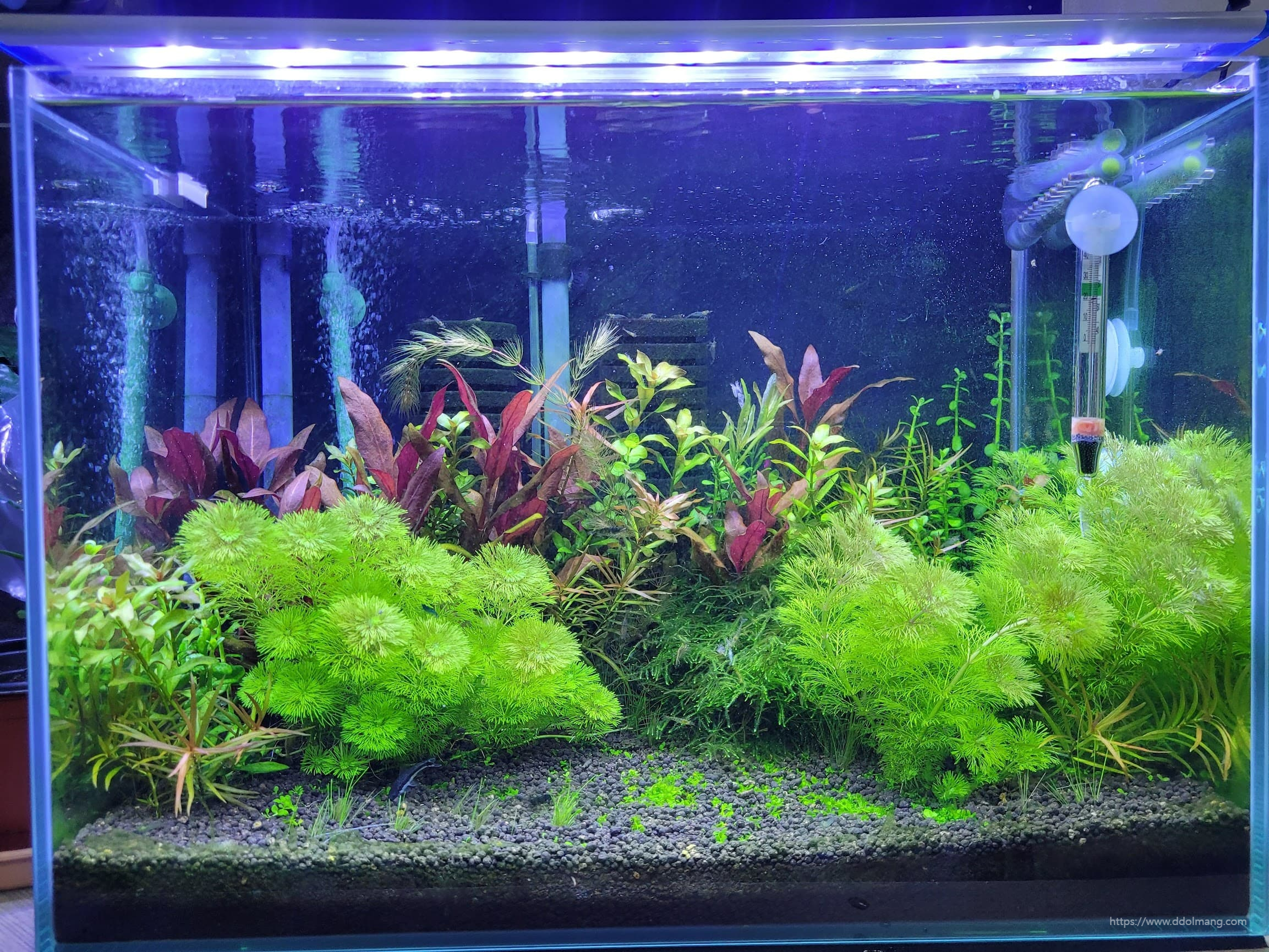 한촉으로 어항을 꽉 채운 암브리아