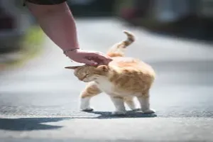 고양이