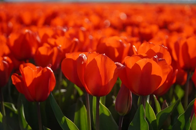 농업인 스마트팜 지원사업