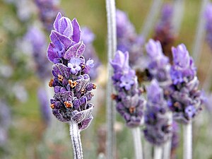 라벤더 (Lavender)