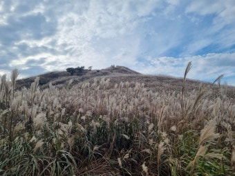 황매산 억새축제