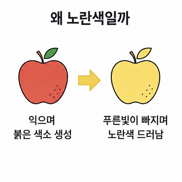 사과가 노란색을 띠는 이유 비교, 붉은 색소가 생기는 일반 사과와 푸른빛이 빠져 노란색이 드러나는 품종을 나란히 그린 도해