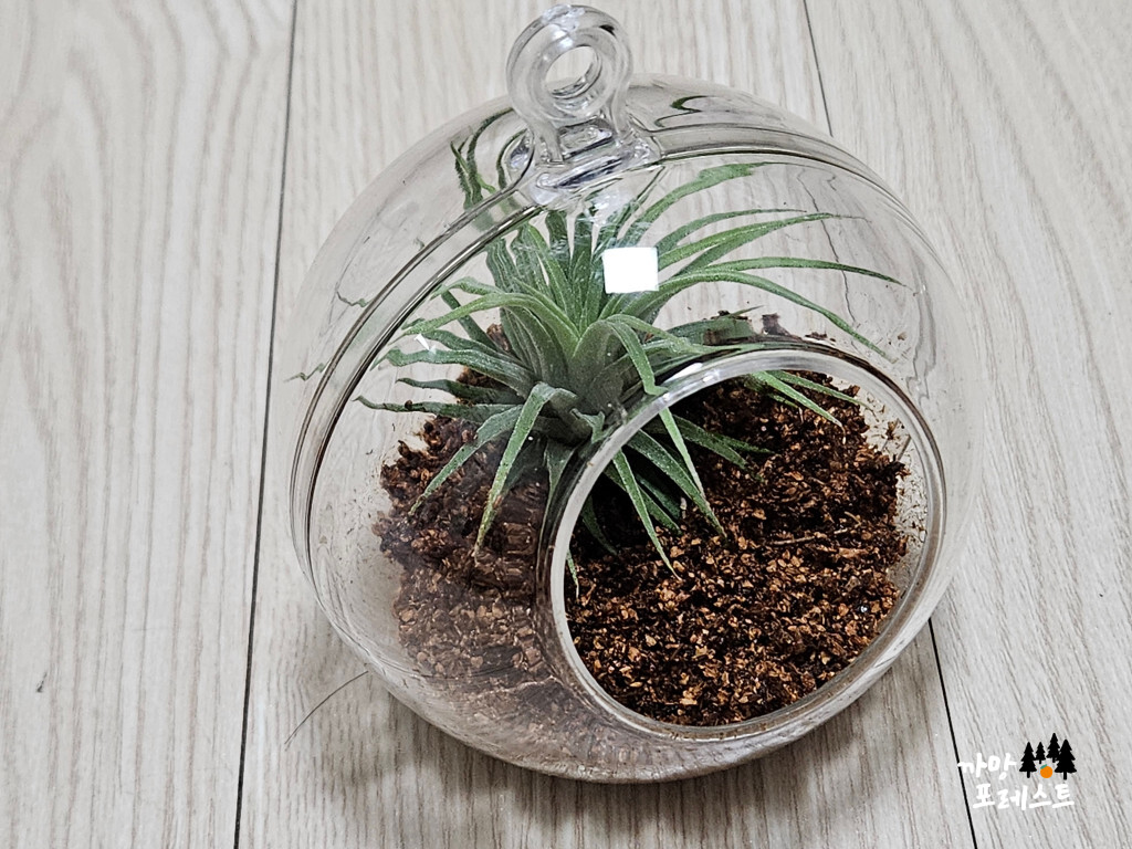 테라리움 만드는 과정