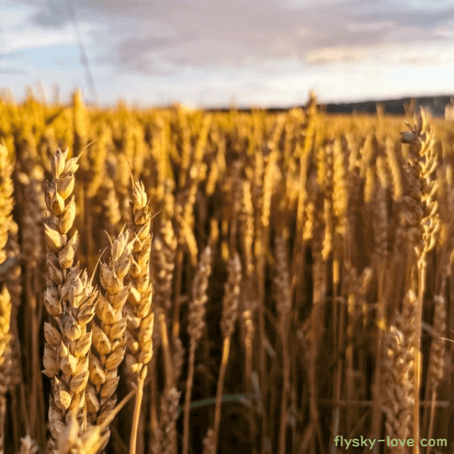 카무트 먹는방법