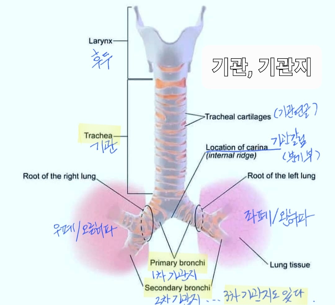기관과 기관지 구조 개략도