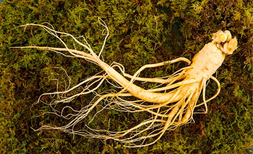 인삼 사포닌 다당체