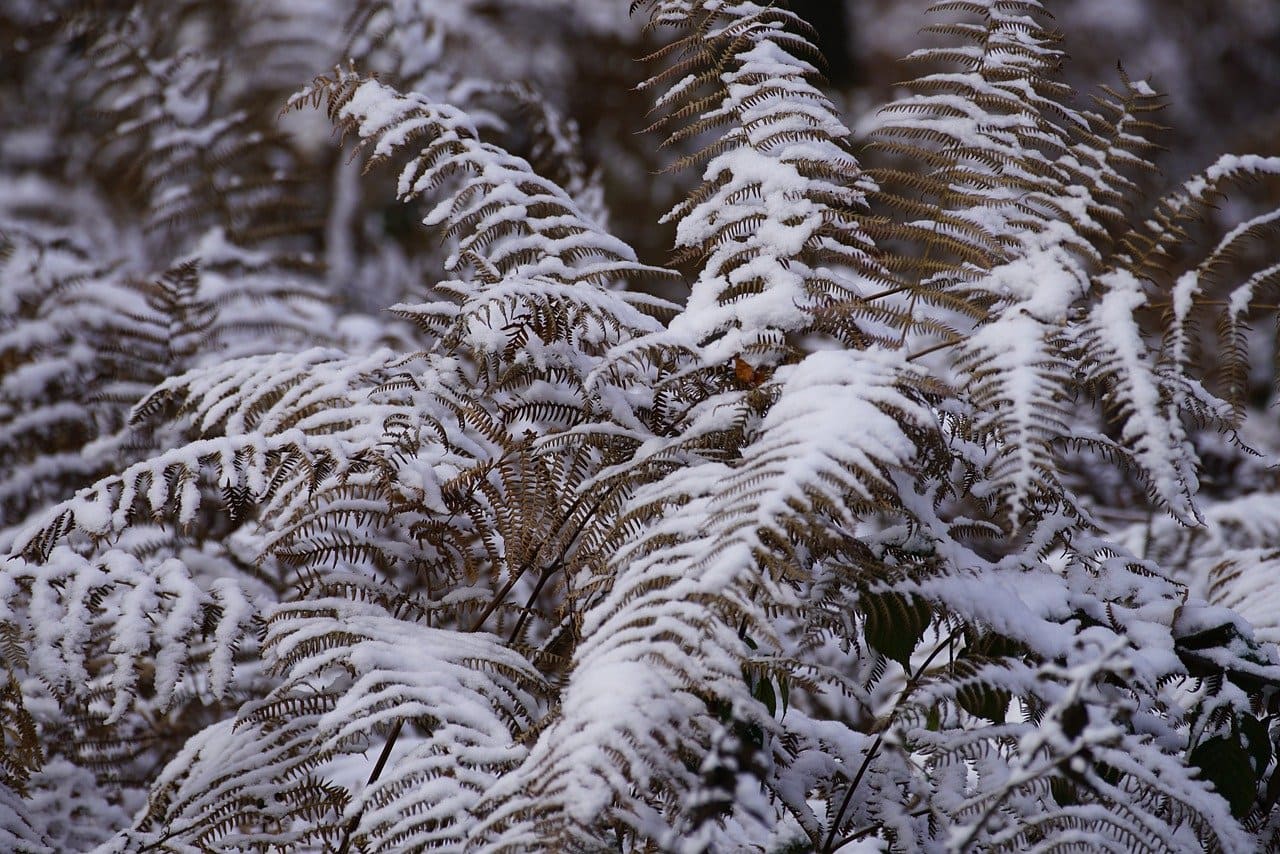 겨울을 이겨낸 고사리가 더욱 맛있는 이유는?