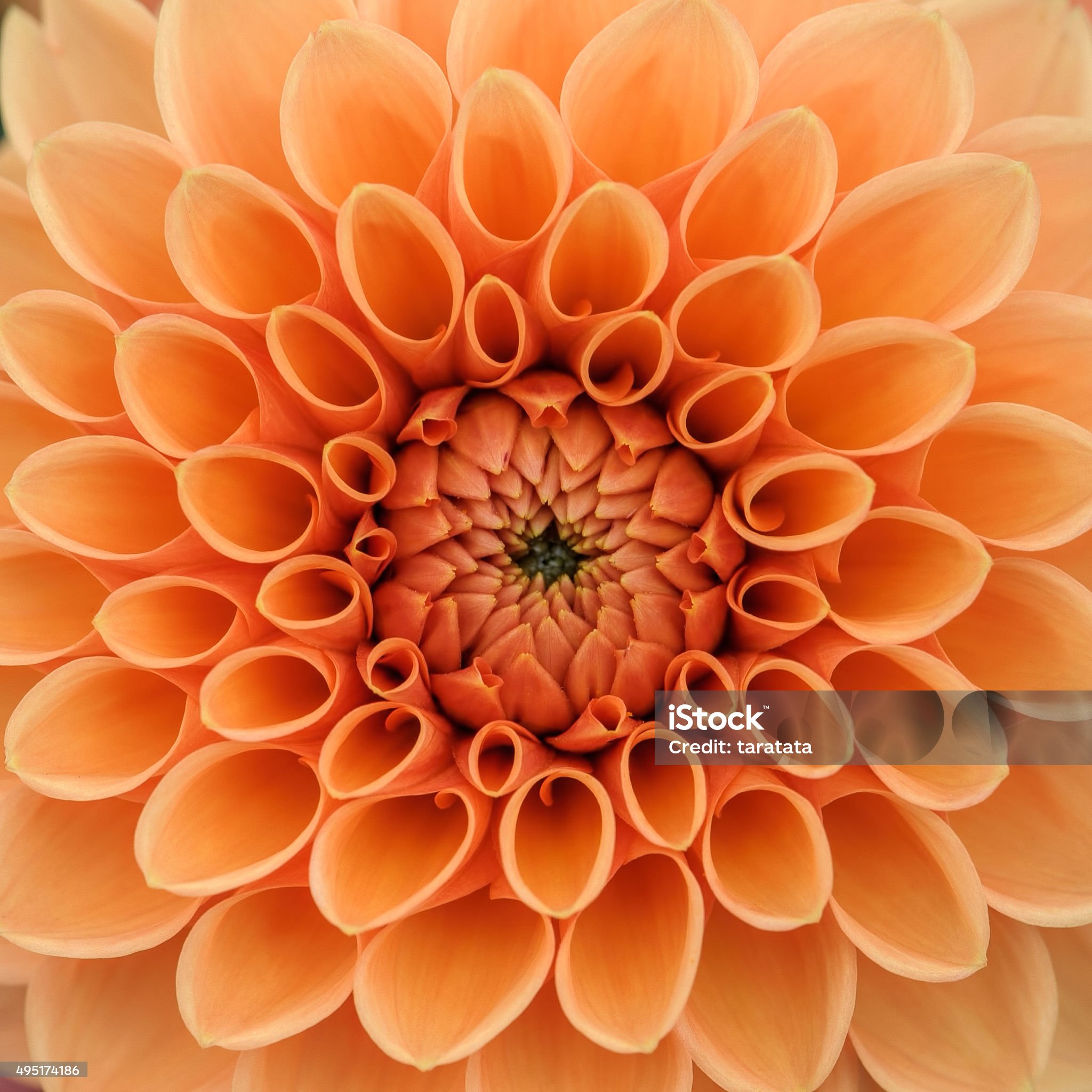 전통 채색화 재료