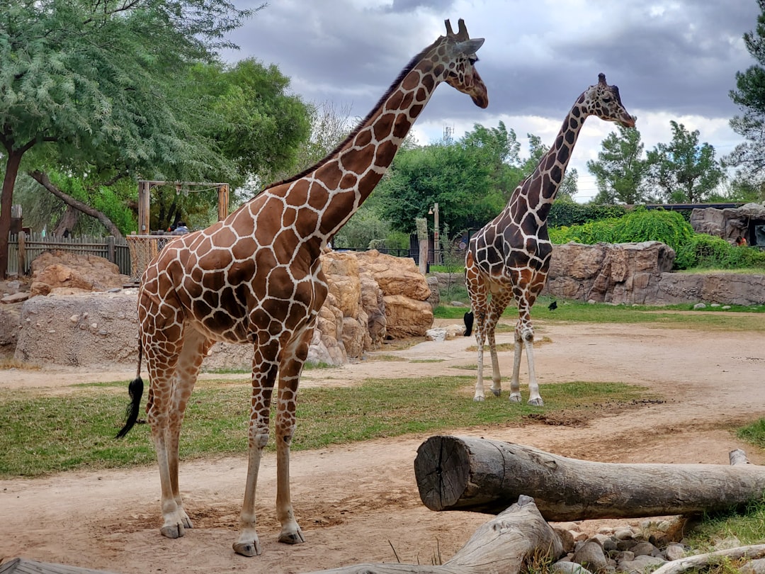 Zoo