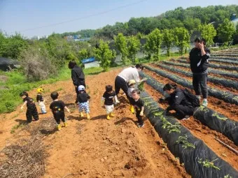 텃밭 고구마 심는 법 모종 활착 관수 잡초관리 굵히기 요령_10