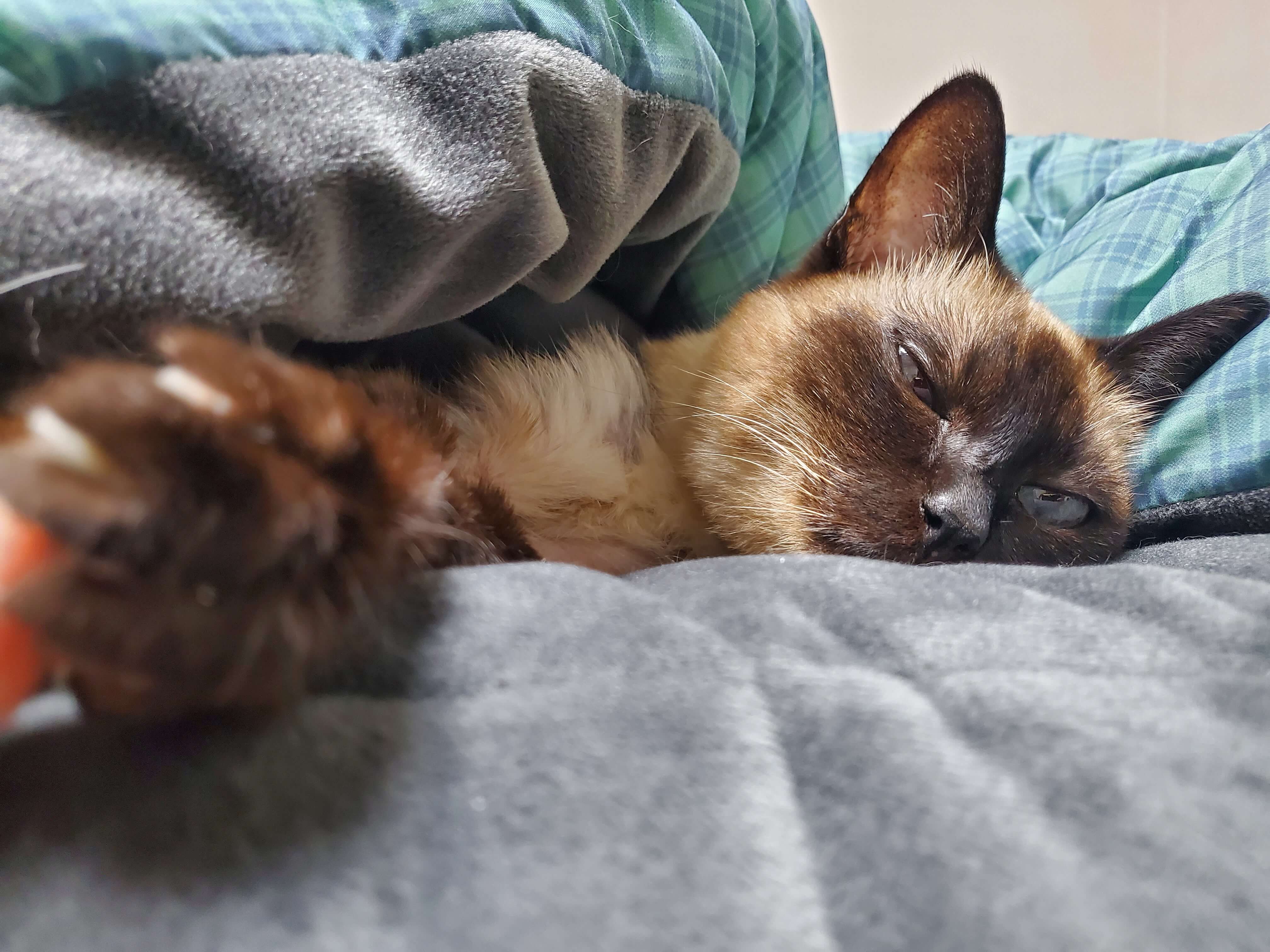 노령 고양이의 영양 요구: 연령별 맞춤형 식이 관리와 보충제