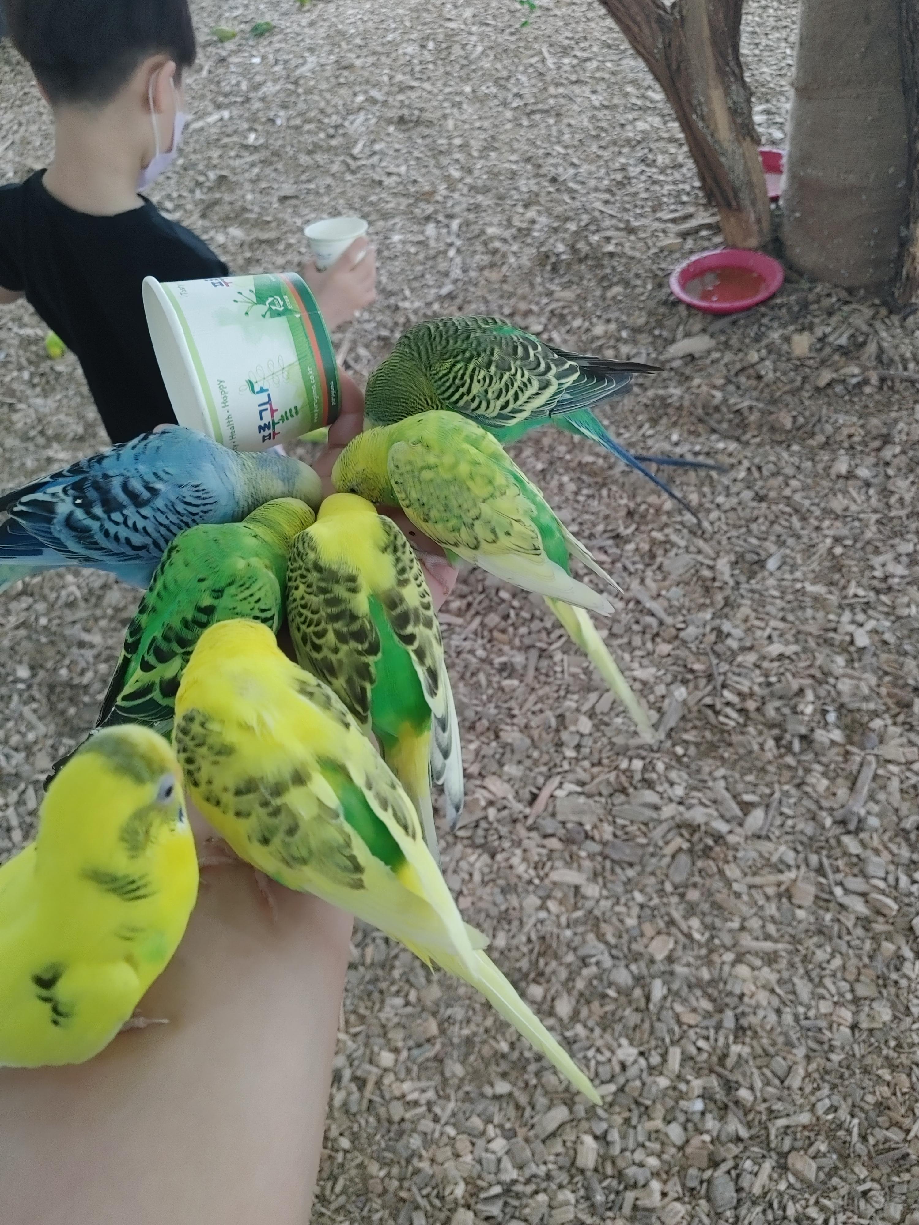 가야랜드_나폴리관_조류관_앵무새_먹이주기1
