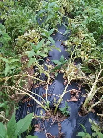 감자 수확시기 지역별 차이와 재배 팁_3