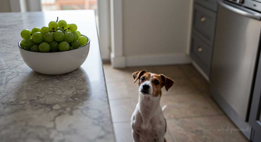 반려견에겐 포도 절대 금지!!