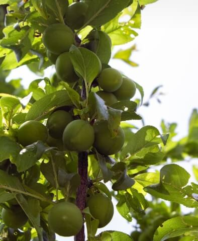 매실청 담그는법