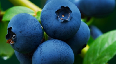 블루베리이미지