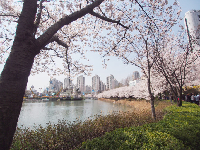 석촌호수 벚꽃 축제