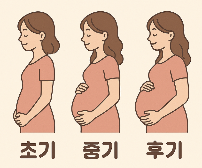 임신 주차별 관련 사진