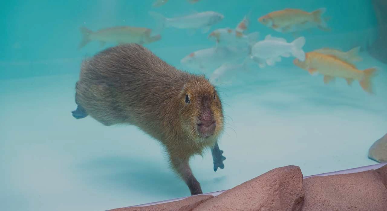 향후 카피바라의 행동 특성과 매력을 소개하는 생태설명회를 진행할 예정이다. [ⓒ롯데월드 아쿠아리움 공식 홈페이지]