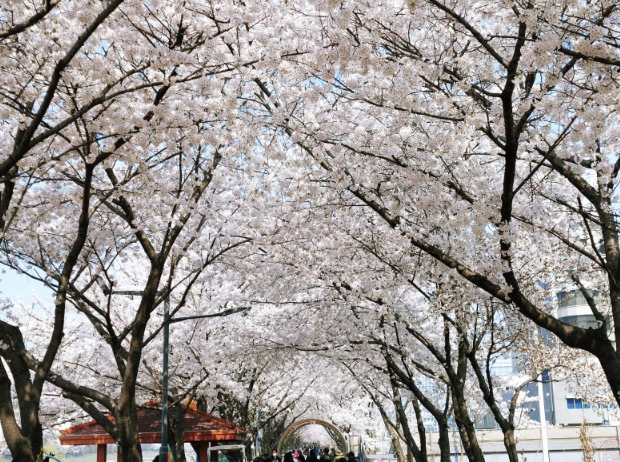 안양천