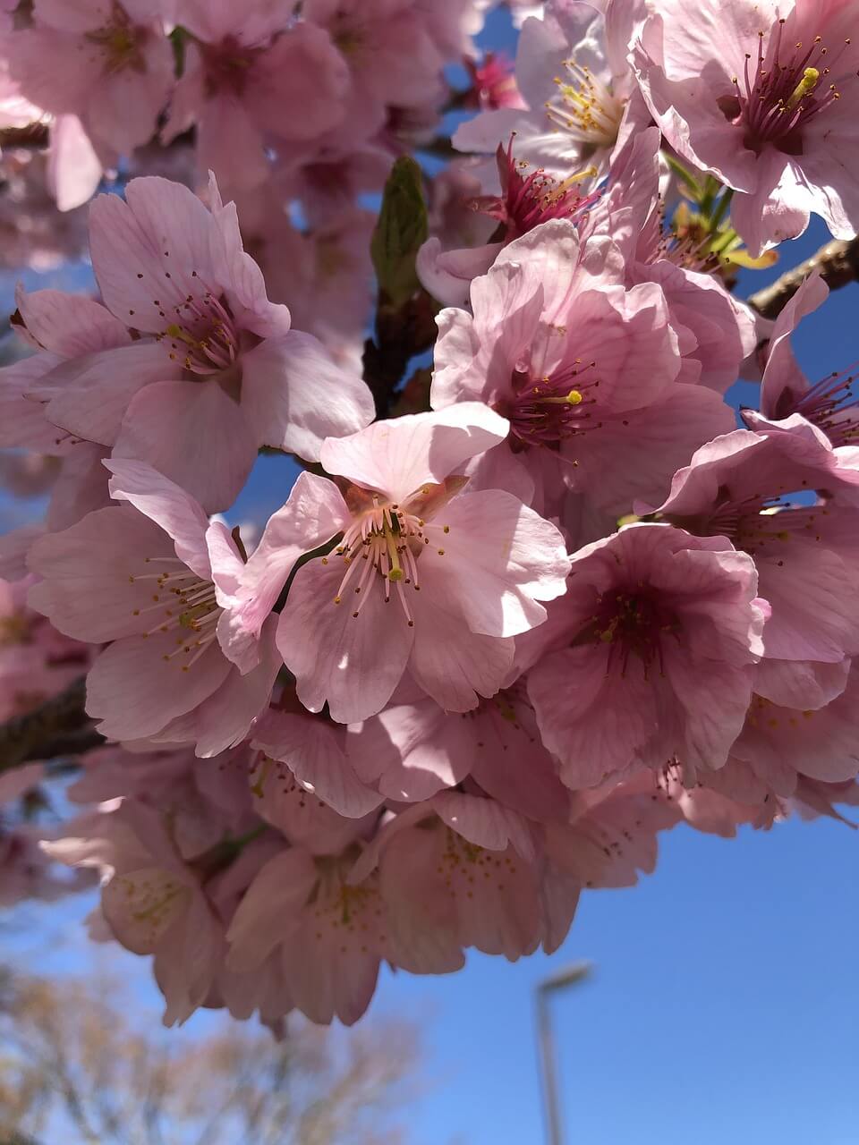 보은 벚꽃길 축제 렌터카