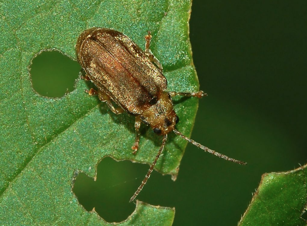 참긴더듬이잎벌레