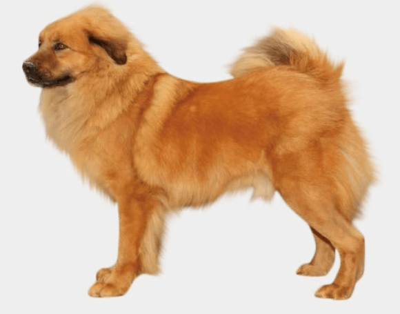 티베탄 마스티프