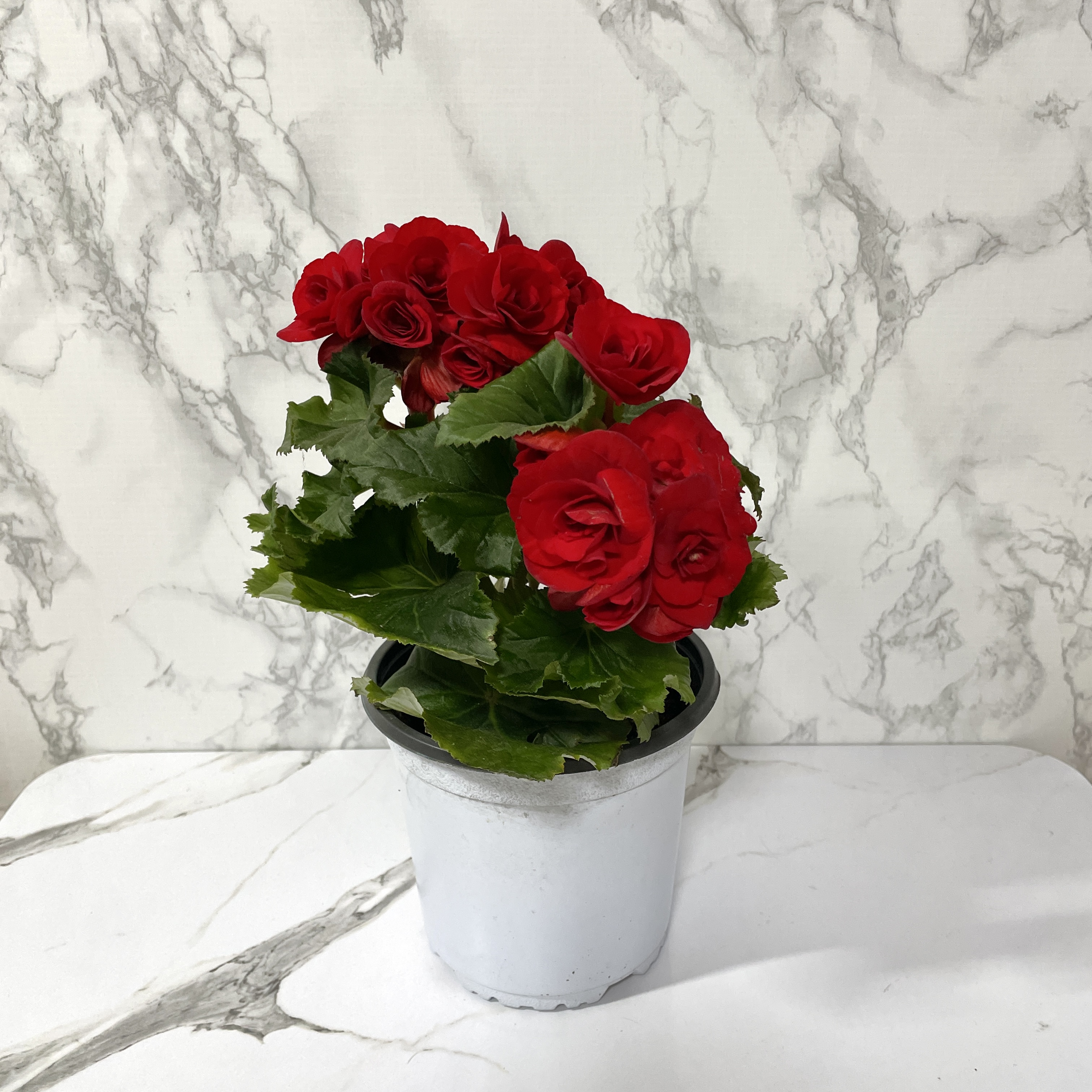 베고니아 키우는 법&amp;#44; 물주기&amp;#44; 햇빛&amp;#44; 관리방법