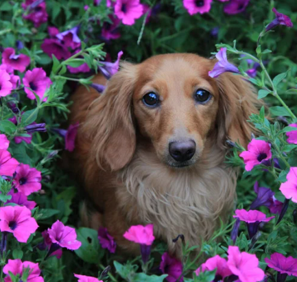 강아지 산책길 위험한 꽃 vs 안전한 식물 총정리
