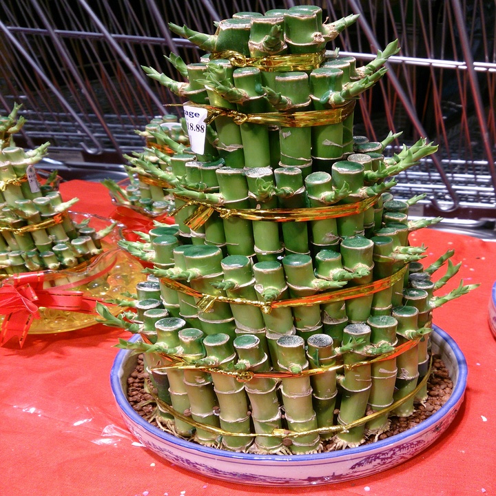 개운죽 키우는법