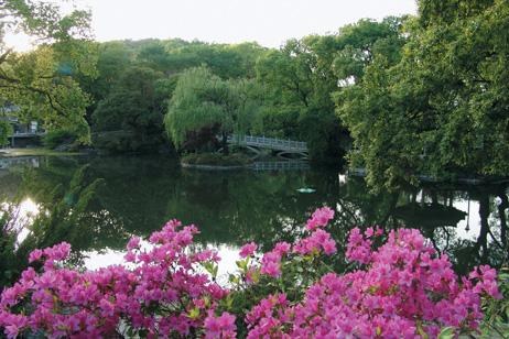 함안 악양생태공원 금계국 & 샤스타데이지 만개 시기와 포토존 총정리