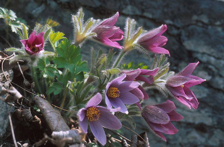 동강 할매꽃, 전 세계 유일 한국에서만 피는 꽃