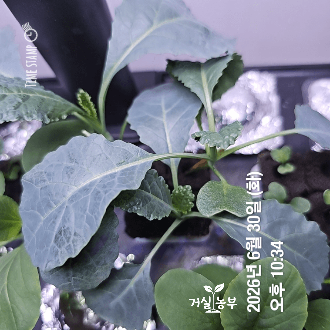 농약 없이 수경재배한 케일 잎의 하얀 왁스층
