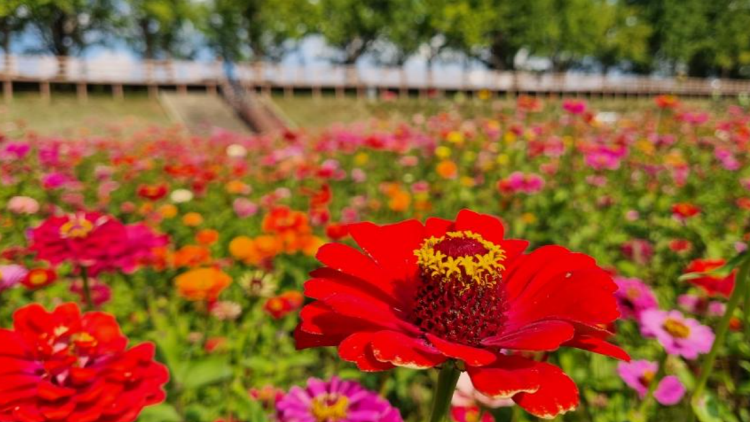 아산 곡교천 단풍나무길