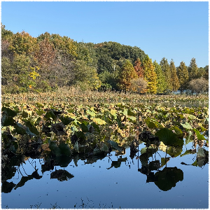 오송제