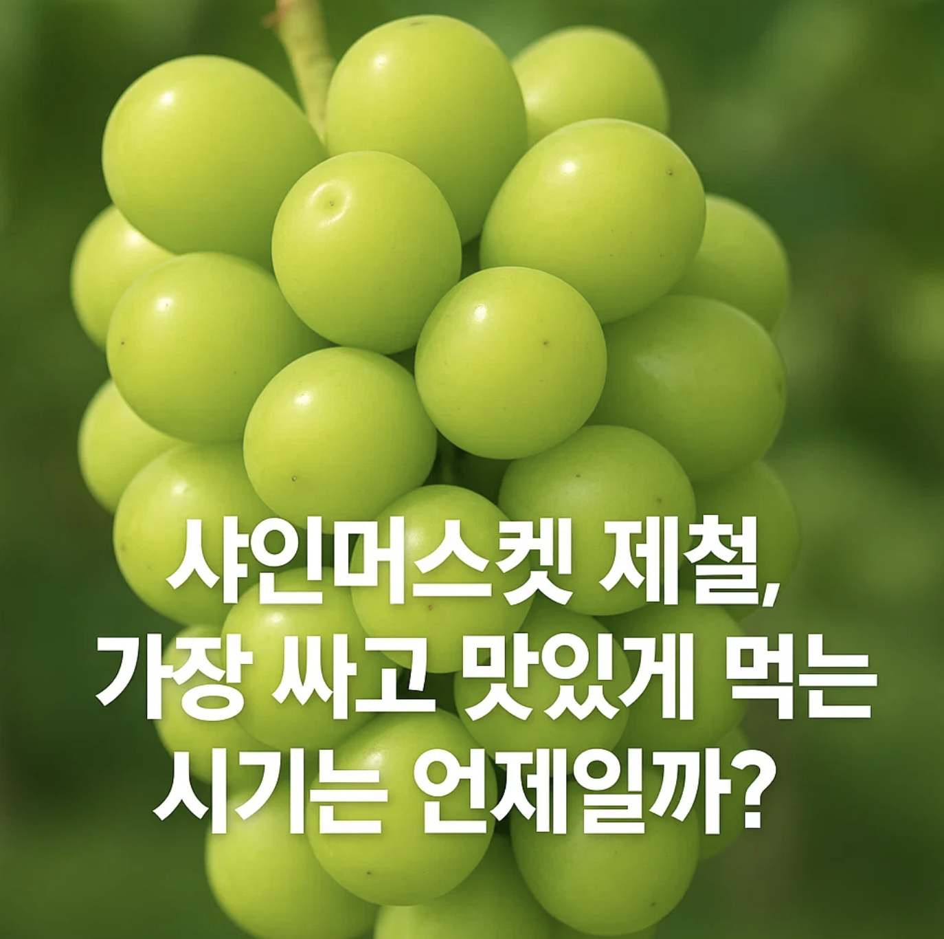 샤인머스켓 제철, 가장 싸고 맛있게 먹는 시기는 언제일까?