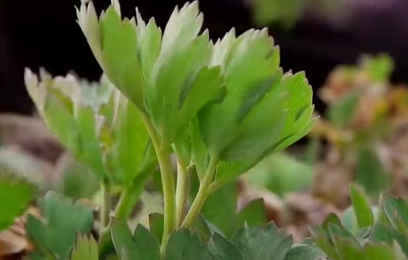 방풍-국내생산지