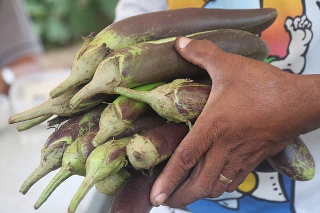 유전자 변형 식품(GMO): 논란과 진실