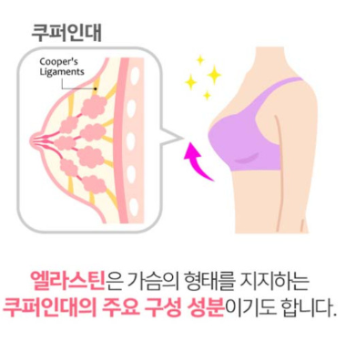엘라스틴효능