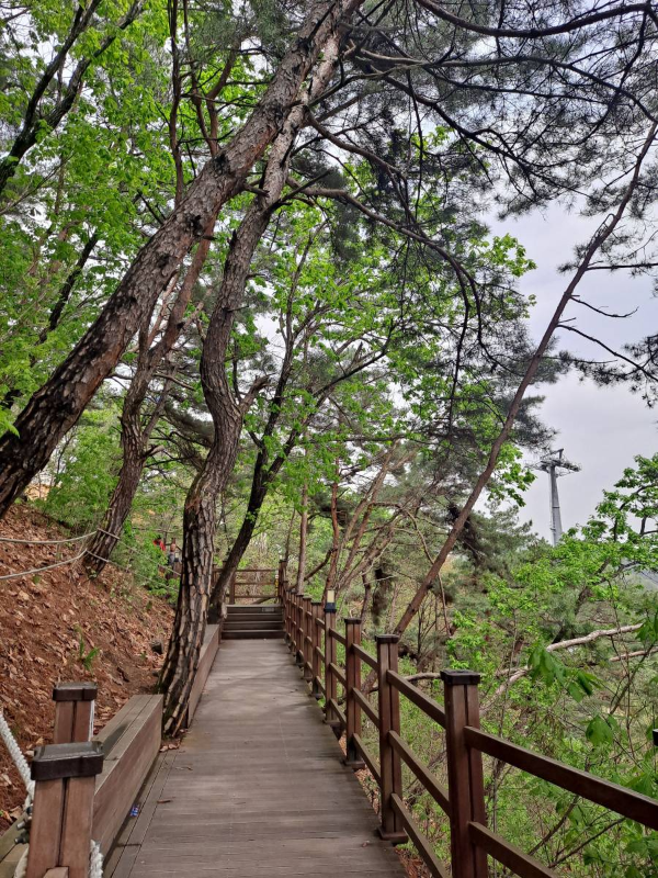 소금산 직선 데크길